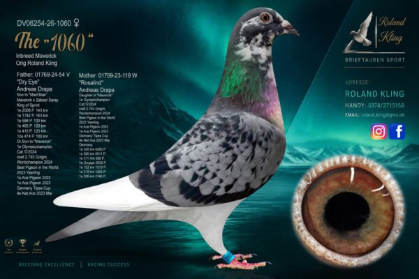 DV 6254-26-1060 Roland Kling Femela Nepoata Maverick 1 Olympiad bird Maastricht 2024 1 World Best Pigeon Yearlings 2023 1/5.911p – 1/4.283p – 1/2.636p 1/1.519p – 1/1.205p – 1/1.148p