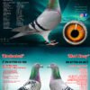 DV 6254-26-1099 Roland Kling Mascul nepot MAVERICK 1 Olympiad bird Maastricht 2024 1 World Best Pigeon Yearlings 2023 1/5.911p – 1/4.283p – 1/2.636p 1/1.519p – 1/1.205p – 1/1.148p nepot MAD MAX Fiu Maverick