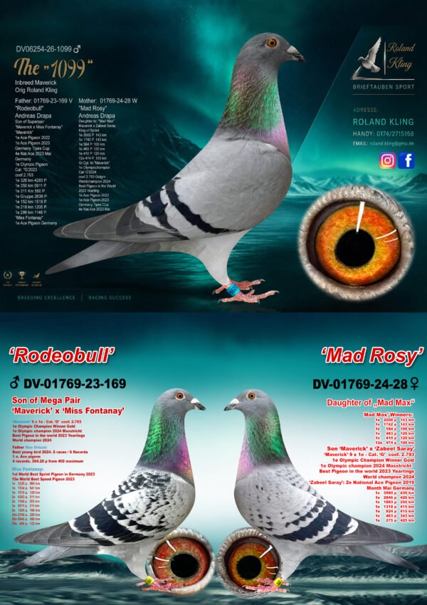 DV 6254-26-1099 Roland Kling Mascul nepot MAVERICK 1 Olympiad bird Maastricht 2024 1 World Best Pigeon Yearlings 2023 1/5.911p – 1/4.283p – 1/2.636p 1/1.519p – 1/1.205p – 1/1.148p nepot MAD MAX Fiu Maverick