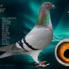 DV 6254-26-1099 Roland Kling Mascul nepot MAVERICK 1 Olympiad bird Maastricht 2024 1 World Best Pigeon Yearlings 2023 1/5.911p – 1/4.283p – 1/2.636p 1/1.519p – 1/1.205p – 1/1.148p nepot MAD MAX Fiu Maverick