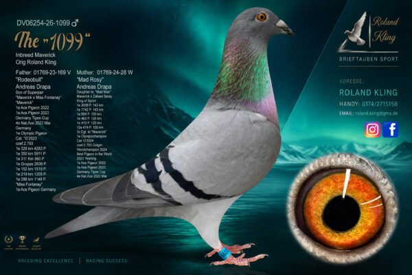 DV 6254-26-1099 Roland Kling Mascul nepot MAVERICK 1 Olympiad bird Maastricht 2024 1 World Best Pigeon Yearlings 2023 1/5.911p – 1/4.283p – 1/2.636p 1/1.519p – 1/1.205p – 1/1.148p nepot MAD MAX Fiu Maverick