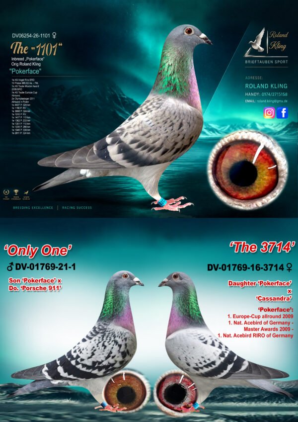 DV06254-26-1101 hen-3 in 1.jpg DV 6254-26-1101 Roland Kling femela Consangvina Pokerface, tatal este fiu din Pokerfacesi nepot din Porsche 911 Pipa Elite Center,mama este fiica din Pokerface si Cassandra super zburatori, porumbei olimpici