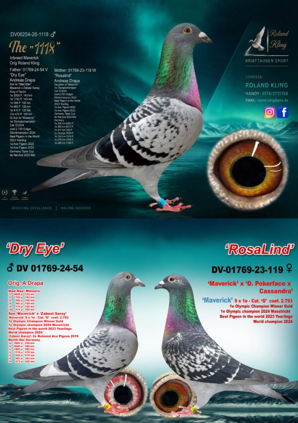 DV06254-26-1118 Cock-3 in 1.jpg DV 6254-26-1118 Roland Kling Mascul consangvin MAVERICK 1 Olympiad bird Maastricht 2024 1 World Best Pigeon Yearlings 2023 1/5.911p – 1/4.283p – 1/2.636p 1/1.519p – 1/1.205p – 1/1.148p