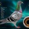 DV  6254-26-1118 Roland Kling Mascul consangvin MAVERICK 1 Olympiad bird Maastricht 2024 1 World Best Pigeon Yearlings 2023 1/5.911p – 1/4.283p – 1/2.636p 1/1.519p – 1/1.205p – 1/1.148p