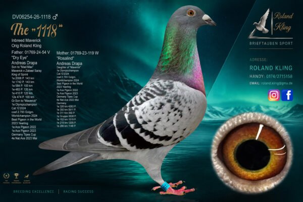 DV  6254-26-1118 Roland Kling Mascul consangvin MAVERICK 1 Olympiad bird Maastricht 2024 1 World Best Pigeon Yearlings 2023 1/5.911p – 1/4.283p – 1/2.636p 1/1.519p – 1/1.205p – 1/1.148p