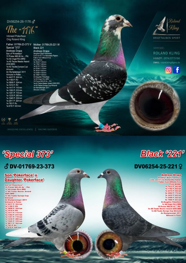 DV06254-26-1176 Cock-3 in 1.jpg DV 6254-26-1176 Roland Kling Mascul, Consangvin, tata este fiu din Pokerface, mama este nepoata Pokerface Andreas Drapa