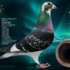 DV 6254-26-1176 Roland Kling Mascul, Consangvin, tata este fiu din Pokerface, mama este nepoata Pokerface Andreas Drapa