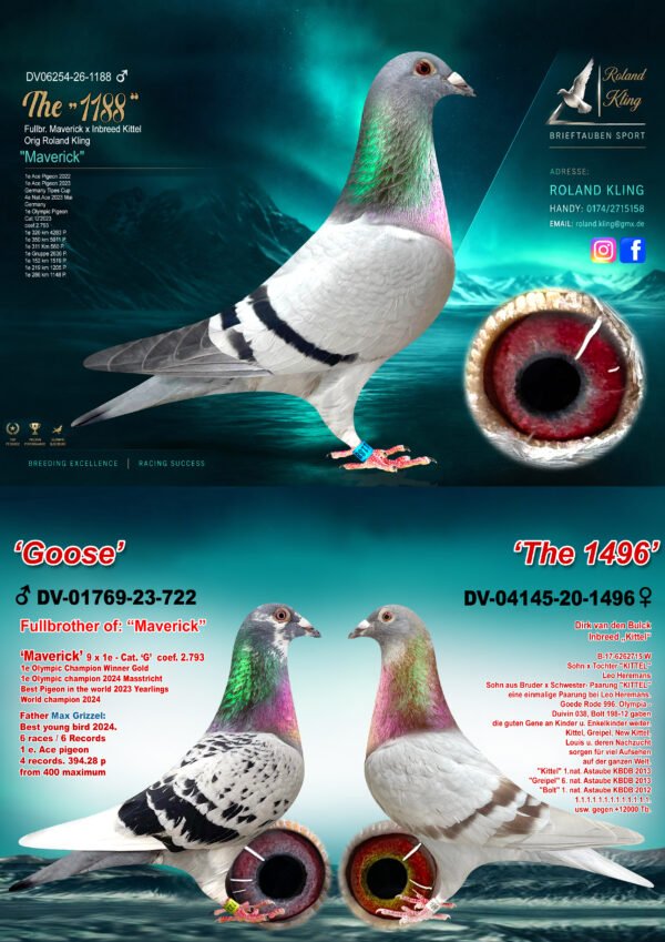 DV06254-26-1188 Cock-3 in 1.jpg DV 6254-26-1188 Roland Kling Mascul tatal este frate bun cu Maverick 1 Olympiad bird Maastricht 2024 1 World Best Pigeon Yearlings 2023 1/5.911p – 1/4.283p – 1/2.636p 1/1.519p – 1/1.205p – 1/1.148p iar mama este consangvina Kittel Dirk Van den Bulk