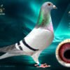 DV 6254-26-1188 Roland Kling Mascul tatal este frate bun cu Maverick 1 Olympiad bird Maastricht 2024 1 World Best Pigeon Yearlings 2023 1/5.911p – 1/4.283p – 1/2.636p 1/1.519p – 1/1.205p – 1/1.148p iar mama este consangvina Kittel Dirk Van den Bulk