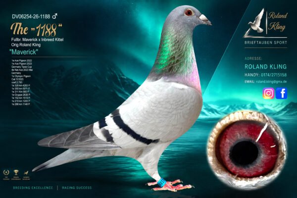 DV 6254-26-1188 Roland Kling Mascul tatal este frate bun cu Maverick 1 Olympiad bird Maastricht 2024 1 World Best Pigeon Yearlings 2023 1/5.911p – 1/4.283p – 1/2.636p 1/1.519p – 1/1.205p – 1/1.148p iar mama este consangvina Kittel Dirk Van den Bulk