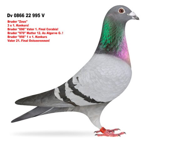 Dv 0866 22 995 V DV 866-26-237 Femela Stefan Olah Romario Hallmann/ Gaby Vandenabeele aceeasi linie cu tatal locului 1 finala Corabia