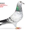 Ro 24 0203192 W DV 866-26-252 Femela Stefan Olah Kittel/ Pitbul777/ Blizzard King Kittel/ Best Kittel II /Blue Best Kittel super linii intr un singur porumbel