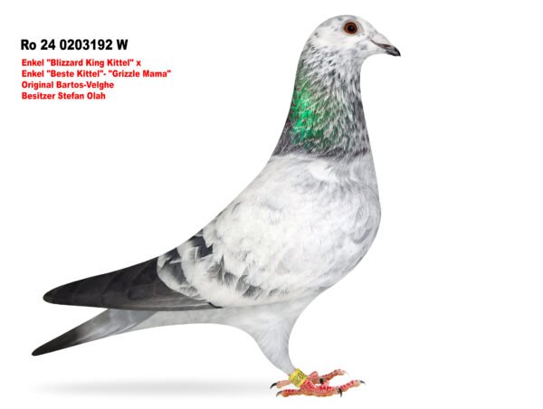 Ro 24 0203192 W DV 866-26-252 Femela Stefan Olah Kittel/ Pitbul777/ Blizzard King Kittel/ Best Kittel II /Blue Best Kittel super linii intr un singur porumbel