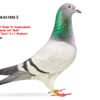 received_974232897374946 DV 866-26-241 Mascul Stefan Olah, Best Kittel / Jackpot Gert Heylen/ Gaby Vandenabeele