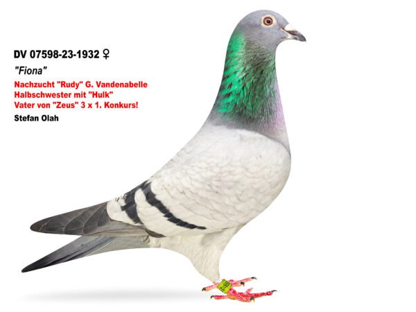 received_974232897374946 DV 866-26-241 Mascul Stefan Olah, Best Kittel / Jackpot Gert Heylen/ Gaby Vandenabeele