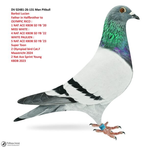 DV 02481-26-131 Man Pitbull Barboi Lucian Father in Halfbrother to OLYMPIC RICO :  1 NAT ACE KBDB SD YB ‘20        MISS WHITE :  4 NAT ACE KBDB SD YB '22  WHITE PAULIEN :  5 NAT ACE KBDB SD YB '23 Super Toon  2 Olympiad bird Cat.F  Maastricht 2024 2 Nat Ace Sprint Young  KBDB 2023