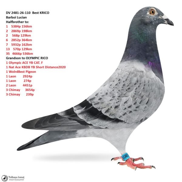 DV 2481-26-110 Best KRICO Barboi Lucian Halfbrother to: 1    5384p 156km  2    2869p 198km 2     568p 129km 6    2852p 364km 7    5932p 162km  13    570p 129km 35   4666p 536km Grandson to OLYMPIC RICO1 Olympic ACE YB CAT. F  1 Nat Ace KBDB YB Short Distance2020  1 WolrdBest Pigeon  1 Laon        2924p  1 Laon         274p 2 Laon        4451p 3 Chimay      3654p 3 Chimay       239p