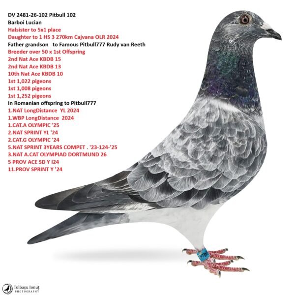 DV 2481-26-102 Pitbull 102 Barboi Lucian Halsister to 5x1 place Son to 1 HS 3 270km
