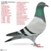 RO 26-288671 Prince Krugerul Barboi Lucian Son to: 1 Final RGP 2023  3 Ace Pigeons RGP Halfbrother to: 1 Bialystok1-650km  6473p 1062m/m 23 Final 505km1342p Olr Kalimanci 21 6 Nat.MD.Young 2019 1  2499p      125km  4  6463p      130km  6  1609p      531km  8  4176p      651km  10 2087p      315km  Grandfather to:  1 Final 490km 970p  4 ACE 2699p Olr Bucovina Cajvana 22 1 AS 1095p 2022   3 Final 430km RGP OLR  1 Final OLR VADU V.  2 Ace Vadu Volovat 3 Ace Pigeon Corabia  Winter 2024  5 ACE Cajvana OLR 2025 8 Derby Rimini 640km 36 AlgarveGRace OLR 2022 4 Nat palm.Gen 21-22 5 Nat General 22 4 Prov General 22 2 Jud Gen Palm 21 2 Prov Gen Palm 21 3 As-National Club21 2 Fond Palm 21-22 Club Rădăuți  1 Gen.Palm 21-22 3 Bialystok 2022 Club  Rădăuți  10 Ace Fond Horodnic 0LR 2024 OLR Horodnic 39 Extra Derby  88 Derby Horodnic OLR 30 Semifinala Horodnic  81 Final Race 530km  2   1810p     219km 2   2470p     219km 3   2615p     164km 10  2615p     164km 21  1810p     219km 23   876p     160km 24  1810p     219km 31  2470p     219km 34  2470p     219km 42  2147p     219km 51  2147p     219km 66  2615p     164km GRGRFather to 6 LD 701km Carmelo Y OLR