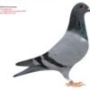 BE 2025/6063444 Jef Lauwereys    NEPOATA consangvina pe  "De  305":1e asduif Noyon Tienverbond 2019  Gert Heylen x Remco Jos Cools