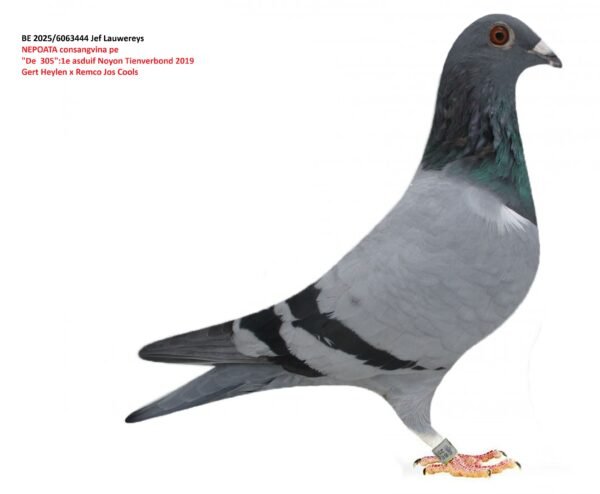 BE 2025/6063444 Jef Lauwereys    NEPOATA consangvina pe  "De  305":1e asduif Noyon Tienverbond 2019  Gert Heylen x Remco Jos Cools