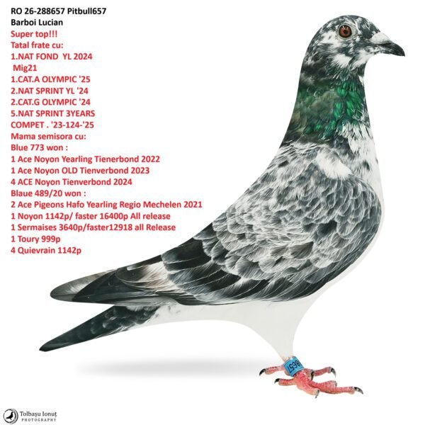 RO 26-288657 Pitbull657 Barboi Lucian Super top!!! Tatal frate cu Mig21 1.CAT.A OLYMPIC '25 2.NAT SPRINT YL '24 2.CAT.G OLYMPIC '24 5.NAT SPRINT 3YEARS COMPET . '23-124-'25