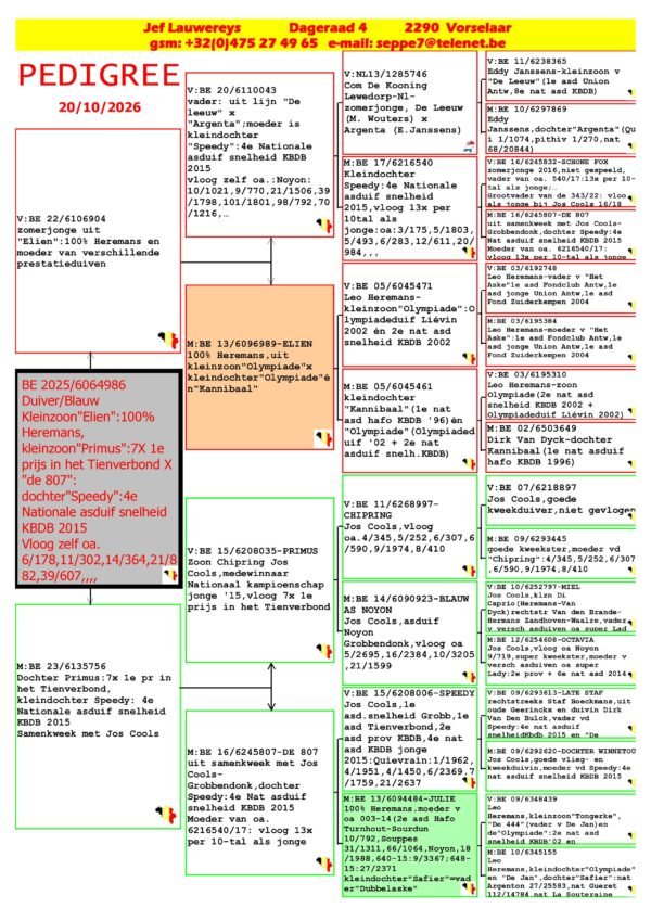 2 BE 2025/6064986 Jef Lauwereys  MAscul Zburat in Belgia 6/178, 11/302,  14/364,  21/882,  39/607, Nepot Eilen bunica pentru loc 5 AS Pui NOYON Tienverbond si nepoata Primus Jos Cools 7xloc 1