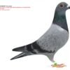 BE 2025 6063426 BE 2025/6063426 Femela Jef Lauwereys nepoata "De 305":1e asduif Jonge Noyon Grobbendonk én Tienverbond 2019, tatal nepot REMCO Jos Cools 3e Nationale asduif snelheid KBDB 2018