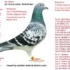 KRUGERULL SUPER BREEDER RO 26-288712 Barboi Lucian Stranepoata Princes ONE 1 Final RGP 2023 3 Ace Pigeons RGP x "KRUGERUL" Father to: 1 Bialystok1-650km 6473p 1062m/m 23 Final 505km1342p Olr Kalimanci 21 6 Nat.MD.Young 2019 1 2499p 125km 4 6463p 130km 6 1609p 531km 8 4176p 651km 10 2087p 315km Grandfather to: 1 Final 490km 970p 4 ACE 2699p Olr Bucovina Cajvana 22 1 AS 1095p 2022 3 Final 430km RGP OLR 1 Final OLR VADU V. 2 Ace Vadu Volovat 3 Ace Pigeon Corabia Winter 2024 5 ACE Cajvana OLR 2025 8 Derby Rimini 640km 36 AlgarveGRace OLR 2022 4 Nat palm.Gen 21-22 5 Nat General 22 4 Prov General 22 2 Jud Gen Palm 21 2 Prov Gen Palm 21 3 As-National Club21 2 Fond Palm 21-22 Club Rădăuți 1 Gen.Palm 21-22 3 Bialystok 2022 Club Rădăuți 10 Ace Fond Horodnic 0LR 2024 OLR Horodnic 39 Extra Derby 88 Derby Horodnic OLR 30 Semifinala Horodnic 81 Final Race 530km 2 1810p 219km 2 2470p 219km 3 2615p 164km 10 2615p 164km 21 1810p 219km 23 876p 160km 24 1810p 219km 31 2470p 219km 34 2470p 219km 42 2147p 219km 51 2147p 219km 66 2615p 164km GRGRFather to 6 LD 701km Carmelo Y OLR