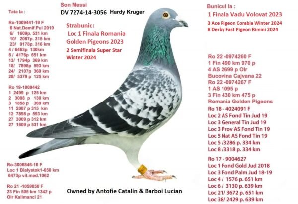 KRUGERULL SUPER BREEDER RO 26-288712 Barboi Lucian Stranepoata Princes ONE 1 Final RGP 2023 3 Ace Pigeons RGP x "KRUGERUL" Father to: 1 Bialystok1-650km 6473p 1062m/m 23 Final 505km1342p Olr Kalimanci 21 6 Nat.MD.Young 2019 1 2499p 125km 4 6463p 130km 6 1609p 531km 8 4176p 651km 10 2087p 315km Grandfather to: 1 Final 490km 970p 4 ACE 2699p Olr Bucovina Cajvana 22 1 AS 1095p 2022 3 Final 430km RGP OLR 1 Final OLR VADU V. 2 Ace Vadu Volovat 3 Ace Pigeon Corabia Winter 2024 5 ACE Cajvana OLR 2025 8 Derby Rimini 640km 36 AlgarveGRace OLR 2022 4 Nat palm.Gen 21-22 5 Nat General 22 4 Prov General 22 2 Jud Gen Palm 21 2 Prov Gen Palm 21 3 As-National Club21 2 Fond Palm 21-22 Club Rădăuți 1 Gen.Palm 21-22 3 Bialystok 2022 Club Rădăuți 10 Ace Fond Horodnic 0LR 2024 OLR Horodnic 39 Extra Derby 88 Derby Horodnic OLR 30 Semifinala Horodnic 81 Final Race 530km 2 1810p 219km 2 2470p 219km 3 2615p 164km 10 2615p 164km 21 1810p 219km 23 876p 160km 24 1810p 219km 31 2470p 219km 34 2470p 219km 42 2147p 219km 51 2147p 219km 66 2615p 164km GRGRFather to 6 LD 701km Carmelo Y OLR