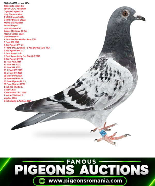 Lucian Barboi 028 psd copy RO 26-288757 JersonHUGo Tatal este nepot din Jerson C & G. Koopman Olympiad Pigeon'13 Long Distance Nitra 2 NPO Orleans 3480p 6 NPO Pithiviers 6452p Mama este nepoata Jersonul super reproducatorul lui Dragos Chiritescu 34 Ace Algarve Golden 2023 Grand father to: 1 Final Five Star Golden Race 2023 3 Final BFP 2022 4 Ace Pigeon BFP '23 4 FINAL RACE (549km) + 9 ACE EXPRES LOFT OLR 5 Ace Pigeon BFP '22 6 Final Athena Loft 6 Final Super derby Five Star OLR 2023 7 Ace Pigeon BFP'23 11 Final AGR 2024 12 Final BFP 2023 25 Final BFP 2023 25 S-Final BFP 2025 35 S-Final BFP 2025 38 Extra Derby RGP 48 Semifinal RGP 24 55 Final Algarve GR '25 69 Final Algarve GR'25 1 Nat ACE Middel D. 2 years 2025 3 Nat Middel Dist. 2025 7 Nat. ACE Middel D. Yearling 2024 9 Nat.Middel d. Yarling 2024 4 Nat Middel D. 2024 1 2530p 374km 1 574p 374km 3 323 374km 4 653p 374km