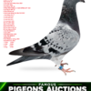 RO 26-288708 Dublu Jersonul Barboi Lucian Dubla nepoata JERSONUL Dragos Chiritescu Grand father to: 1 Final Five Star Golden Race 2023 3 Final BFP 2022 4 Ace Pigeon BFP '23 4 FINAL RACE (549km) + 9 ACE EXPRES LOFT  OLR 5 Ace Pigeon BFP '22 6 Final Athena Loft 6 Final Super derby Five Star OLR 2023 7 Ace Pigeon BFP'23 11 Final AGR 2024 12 Final BFP 2023 25 Final BFP 2023 25 S-Final BFP 2025 35 S-Final BFP 2025 38 Extra Derby RGP 48 Semifinal RGP 24 55 Final Algarve GR '25 69 Final Algarve GR'25 1 Nat ACE Middel D. 2 years 2025 3 Nat Middel Dist. 2025 7 Nat. ACE Middel D.  Yearling 2024 9 Nat.Middel d. Yarling  2024 4 Nat Middel D. 2024 1 2530p        374km 1  574p        374km 3  323         374km 4  653p        374km