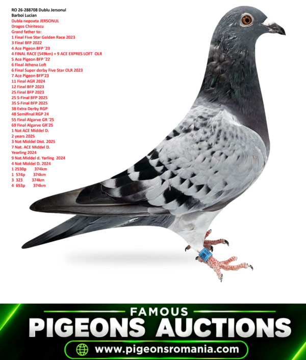 Lucian Barboi 708 psd copy RO 26-288708 Dublu Jersonul Barboi Lucian Dubla nepoata JERSONUL Dragos Chiritescu Grand father to: 1 Final Five Star Golden Race 2023 3 Final BFP 2022 4 Ace Pigeon BFP '23 4 FINAL RACE (549km) + 9 ACE EXPRES LOFT OLR 5 Ace Pigeon BFP '22 6 Final Athena Loft 6 Final Super derby Five Star OLR 2023 7 Ace Pigeon BFP'23 11 Final AGR 2024 12 Final BFP 2023 25 Final BFP 2023 25 S-Final BFP 2025 35 S-Final BFP 2025 38 Extra Derby RGP 48 Semifinal RGP 24 55 Final Algarve GR '25 69 Final Algarve GR'25 1 Nat ACE Middel D. 2 years 2025 3 Nat Middel Dist. 2025 7 Nat. ACE Middel D. Yearling 2024 9 Nat.Middel d. Yarling 2024 4 Nat Middel D. 2024 1 2530p 374km 1 574p 374km 3 323 374km 4 653p 374km