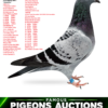Lucian Barboi 8712 psd copy RO 26-288712 Barboi Lucian Stranepoata Princes ONE 1 Final RGP 2023 3 Ace Pigeons RGP x "KRUGERUL" Father to: 1 Bialystok1-650km 6473p 1062m/m 23 Final 505km1342p Olr Kalimanci 21 6 Nat.MD.Young 2019 1 2499p 125km 4 6463p 130km 6 1609p 531km 8 4176p 651km 10 2087p 315km Grandfather to: 1 Final 490km 970p 4 ACE 2699p Olr Bucovina Cajvana 22 1 AS 1095p 2022 3 Final 430km RGP OLR 1 Final OLR VADU V. 2 Ace Vadu Volovat 3 Ace Pigeon Corabia Winter 2024 5 ACE Cajvana OLR 2025 8 Derby Rimini 640km 36 AlgarveGRace OLR 2022 4 Nat palm.Gen 21-22 5 Nat General 22 4 Prov General 22 2 Jud Gen Palm 21 2 Prov Gen Palm 21 3 As-National Club21 2 Fond Palm 21-22 Club Rădăuți 1 Gen.Palm 21-22 3 Bialystok 2022 Club Rădăuți 10 Ace Fond Horodnic 0LR 2024 OLR Horodnic 39 Extra Derby 88 Derby Horodnic OLR 30 Semifinala Horodnic 81 Final Race 530km 2 1810p 219km 2 2470p 219km 3 2615p 164km 10 2615p 164km 21 1810p 219km 23 876p 160km 24 1810p 219km 31 2470p 219km 34 2470p 219km 42 2147p 219km 51 2147p 219km 66 2615p 164km GRGRFather to 6 LD 701km Carmelo Y OLR