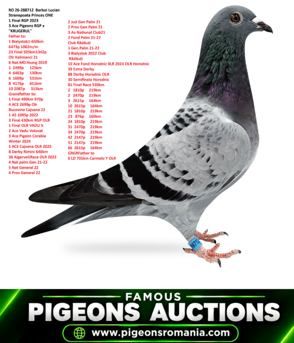Lucian Barboi 8712 psd copy RO 26-288712 Barboi Lucian Stranepoata Princes ONE 1 Final RGP 2023 3 Ace Pigeons RGP x "KRUGERUL" Father to: 1 Bialystok1-650km 6473p 1062m/m 23 Final 505km1342p Olr Kalimanci 21 6 Nat.MD.Young 2019 1 2499p 125km 4 6463p 130km 6 1609p 531km 8 4176p 651km 10 2087p 315km Grandfather to: 1 Final 490km 970p 4 ACE 2699p Olr Bucovina Cajvana 22 1 AS 1095p 2022 3 Final 430km RGP OLR 1 Final OLR VADU V. 2 Ace Vadu Volovat 3 Ace Pigeon Corabia Winter 2024 5 ACE Cajvana OLR 2025 8 Derby Rimini 640km 36 AlgarveGRace OLR 2022 4 Nat palm.Gen 21-22 5 Nat General 22 4 Prov General 22 2 Jud Gen Palm 21 2 Prov Gen Palm 21 3 As-National Club21 2 Fond Palm 21-22 Club Rădăuți 1 Gen.Palm 21-22 3 Bialystok 2022 Club Rădăuți 10 Ace Fond Horodnic 0LR 2024 OLR Horodnic 39 Extra Derby 88 Derby Horodnic OLR 30 Semifinala Horodnic 81 Final Race 530km 2 1810p 219km 2 2470p 219km 3 2615p 164km 10 2615p 164km 21 1810p 219km 23 876p 160km 24 1810p 219km 31 2470p 219km 34 2470p 219km 42 2147p 219km 51 2147p 219km 66 2615p 164km GRGRFather to 6 LD 701km Carmelo Y OLR