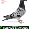 Lucian Barboi RO 02 B COCK PSD copy RO 26-288787 ContaHarry Barboi Lucian Semifrate cu: 1 Final F.S.G.L OLR 2020 1 Ace Pigeon Final FSGL OLR 2020 2 Final F.S.G.L OLR 2020 550km Nikolaev