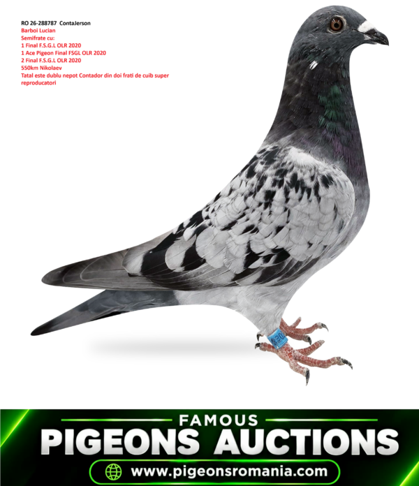 RO 26-288787 ContaHarry Barboi Lucian Semifrate cu: 1 Final F.S.G.L OLR 2020 1 Ace Pigeon Final FSGL OLR 2020 2 Final F.S.G.L OLR 2020 550km Nikolaev