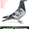 Lucian Barboi RO 02 psd copy RO 26-288762 Goede Pitbull Barboi Lucian tatal este fiu din White Man 3 Nat Ace bird Short D KBDB 2019 12 Nat Ace bird Short D KBDB 2018 1st World’s best Acebird FCI Short Distance Belgium Semifrate OLYMPIC RICO : 1 NAT ACE KBDB SD YB ‘20 MISS WHITE : 4 NAT ACE KBDB SD YB '22 WHITE PAULIEN : 5 NAT ACE KBDB SD YB '23 Super Toon 2 Olympiad bird Cat.F Maastricht 2024 2 Nat Ace Sprint Young KBDB 2023