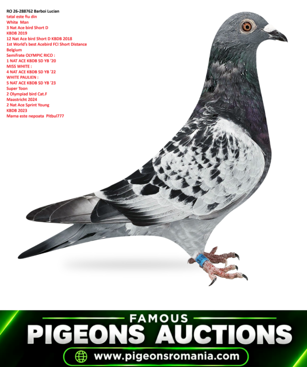 RO 26-288762 Goede Pitbull Barboi Lucian tatal este fiu din  White  Man  3 Nat Ace bird Short D KBDB 2019   12 Nat Ace bird Short D KBDB 2018  1st World’s best Acebird FCI Short Distance  Belgium Semifrate OLYMPIC RICO :  1 NAT ACE KBDB SD YB ‘20        MISS WHITE :  4 NAT ACE KBDB SD YB '22  WHITE PAULIEN :  5 NAT ACE KBDB SD YB '23 Super Toon  2 Olympiad bird Cat.F  Maastricht 2024 2 Nat Ace Sprint Young  KBDB 2023