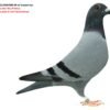 2 BE 2025/6064986 Jef Lauwereys  MAscul Zburat in Belgia 6/178, 11/302,  14/364,  21/882,  39/607, Nepot Eilen bunica pentru loc 5 AS Pui NOYON Tienverbond si nepoata Primus Jos Cools 7xloc 1