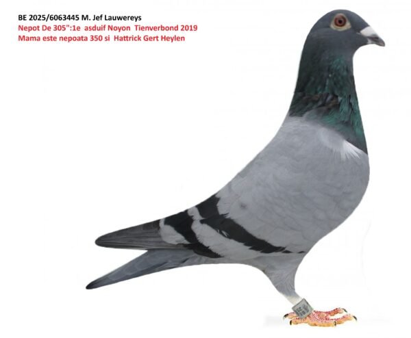 BE 2025/6063445 M. Jef Lauwereys Nepot De 305":1e  asduif Noyon  Tienverbond 2019 Mama este nepoata 350 si  Hattrick Gert Heylen