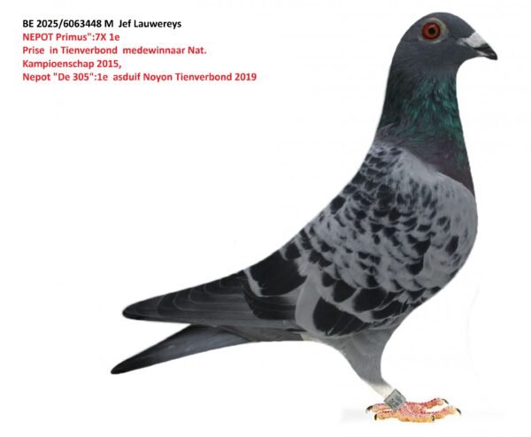 BE 2025/6063448 M  Jef Lauwereys  NEPOT Primus":7X 1e  Prise  in Tienverbond  medewinnaar Nat.  Kampioenschap 2015,  Nepot "De 305":1e  asduif Noyon Tienverbond 2019