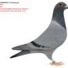 1 BE 2025/6063558 Jef Lauwereys Femela Zburata in Belgia 3/194,12/263,16/169, nepoata Primus Jos Cools 7x loc1