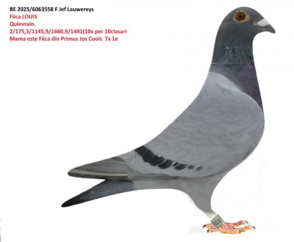 1 BE 2025/6063558 Jef Lauwereys Femela Zburata in Belgia 3/194,12/263,16/169, nepoata Primus Jos Cools 7x loc1