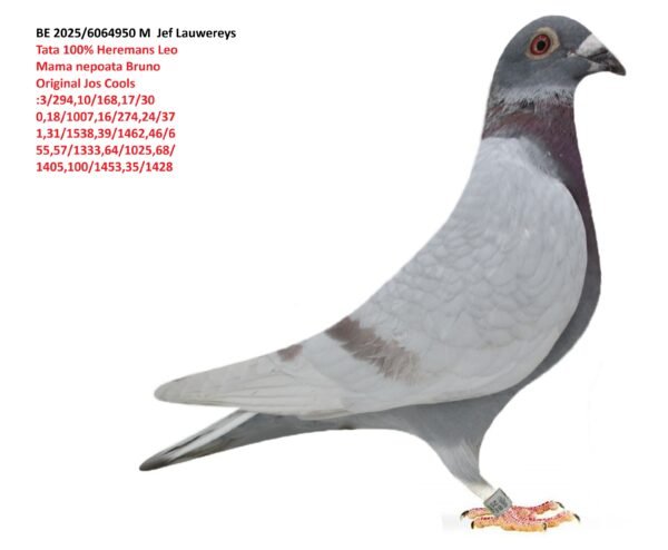 0 BE 2025/6064950 M  Jef Lauwereys MASCUL ZBURAT in Belgia 3/167,  10/998,  18/794,  28/544,   Tata 100% Heremans Leo Mama nepoata Bruno Original Jos Cools :3/294,10/168,17/30 0,18/1007,16/274,24/37 1,31/1538,39/1462,46/6 55,57/1333,64/1025,68/ 1405,100/1453,35/1428